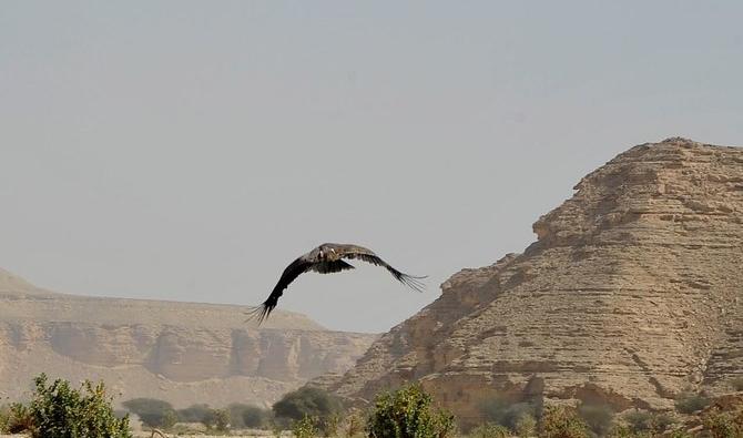 Le Centre national saoudien pour la faune sauvage a relâché mercredi dernier vingt gazelles et deux vautours bruns dans la zone protégée de la réserve de bouquetins du gouvernorat d’Al-Hariq. (@NCW_center) 