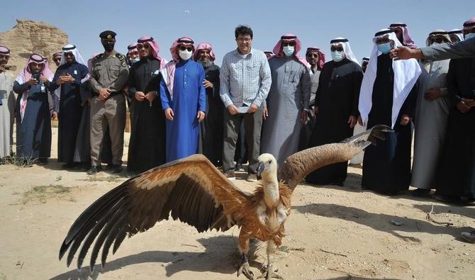 Le Centre national saoudien pour la faune sauvage a relâché mercredi dernier vingt gazelles et deux vautours bruns dans la zone protégée de la réserve de bouquetins du gouvernorat d’Al-Hariq. (@NCW_center) 