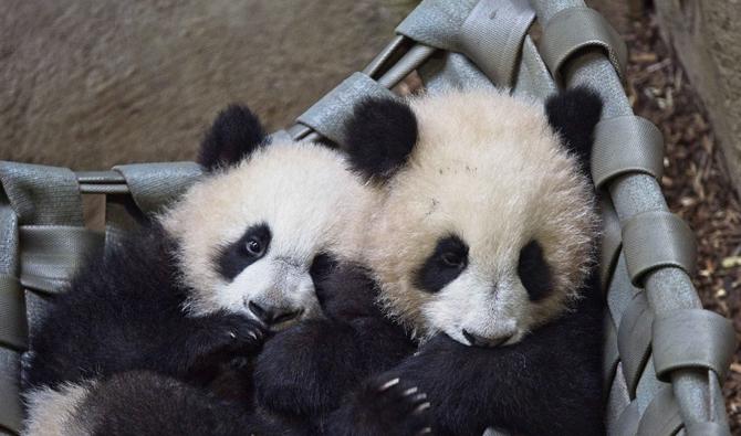 Les bébés pandas du zoo de Beauval font leur première sortie publique. (Photo, AFP)