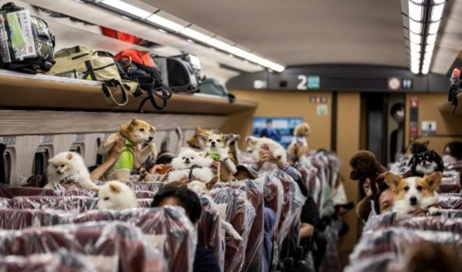 Les passagers tiennent leurs chiens dans un train à grande vitesse Shinkansen de Tokyo à la station balnéaire de Karuizawa, le 21 mai 2022. (Photo, AFP)