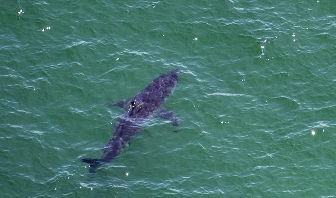 Un grand requin blanc nage à environ 50 mètres au large de la côte de la mer nationale de Cape Cod à Cape Cod, Massachusetts, le 15 juillet 2022. (Photo, AFP)