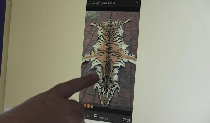 Les images de peaux de tigres défilent sur l'ordinateur de Debbie Banks, à la recherche de coïncidences dans une base de données. (Photo, AFP)