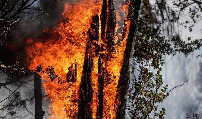 Un arbre en feu dans une forêt près de Saumos, dans le sud-ouest de la France, le 14 septembre 2022. (Photo, AFP)