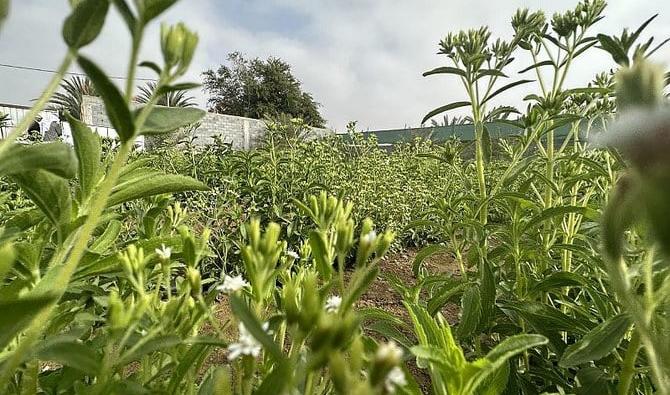 agriculteur saoudien investit la stévia pour une production alimentaire | Arab News FR
