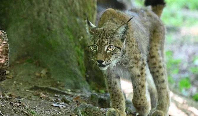 Animaux. Le lynx pourrait disparaître à cause de la consanguinité