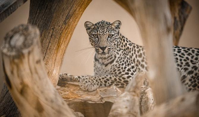 En cette Journée internationale du léopard arabe, ensemble, nous pouvons faire la différence