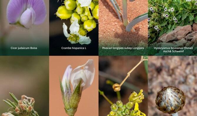 Huit nouvelles espces de plantes indignes ont t dcouvertes en Arabie  saoudite | Arab News FR