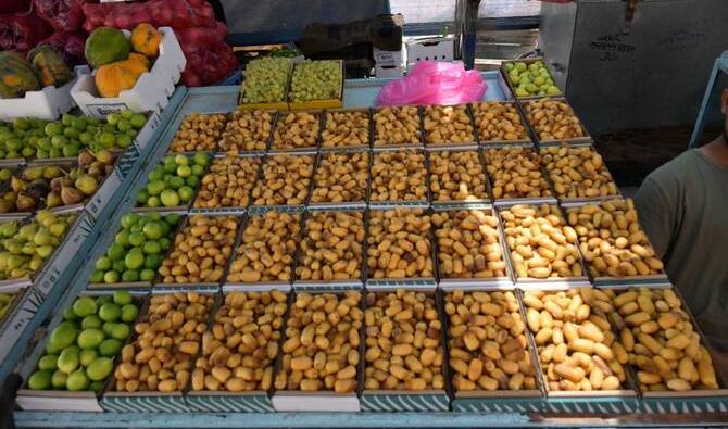 Début de la récolte des dattes précoces à Al-Ahsa